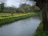 Description: Description: Description: C:\Users\atr\Documents\Personal\Website-contents\Nook Website\Bourton-West-river-daffodils-1_small.jpg
